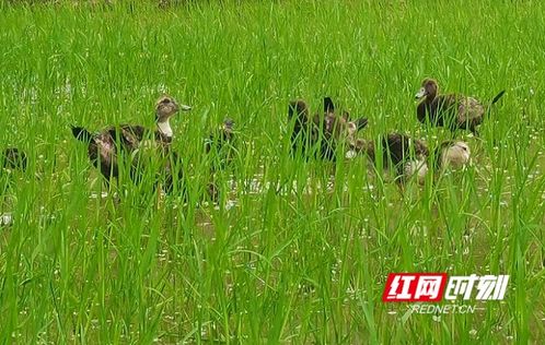 扶貧一線丨湖南多地推廣立體農業 謀劃產業永久脫貧